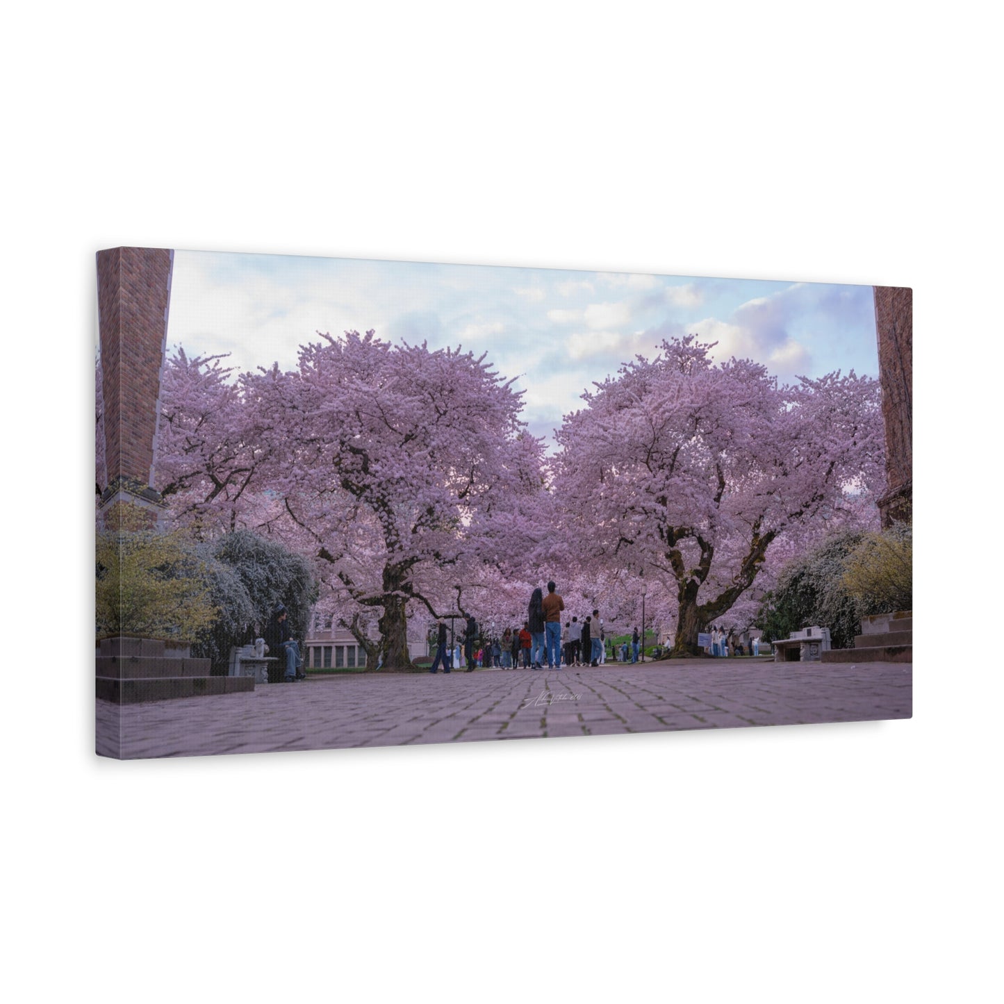University of Washington's Cherry Blossoms