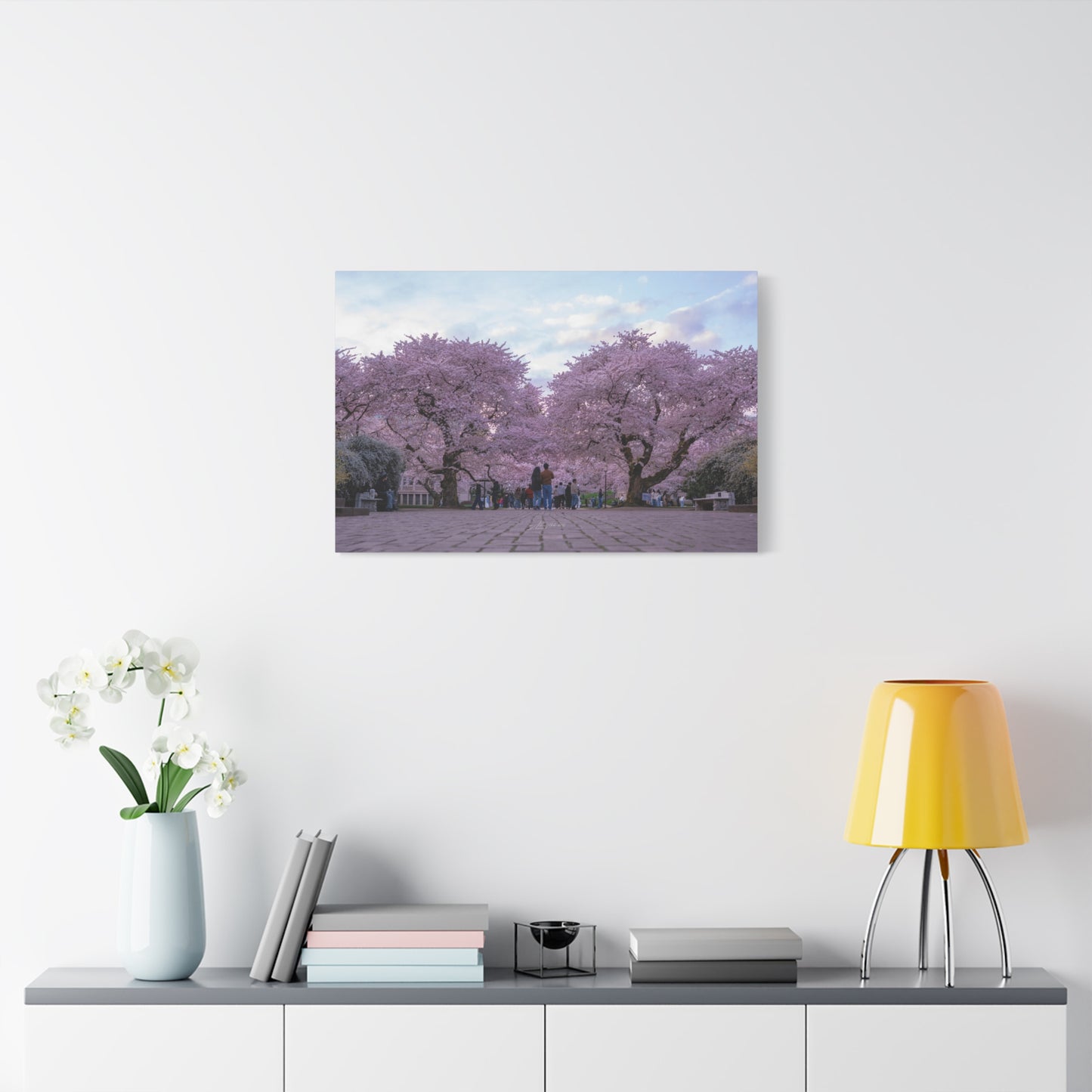 University of Washington's Cherry Blossoms