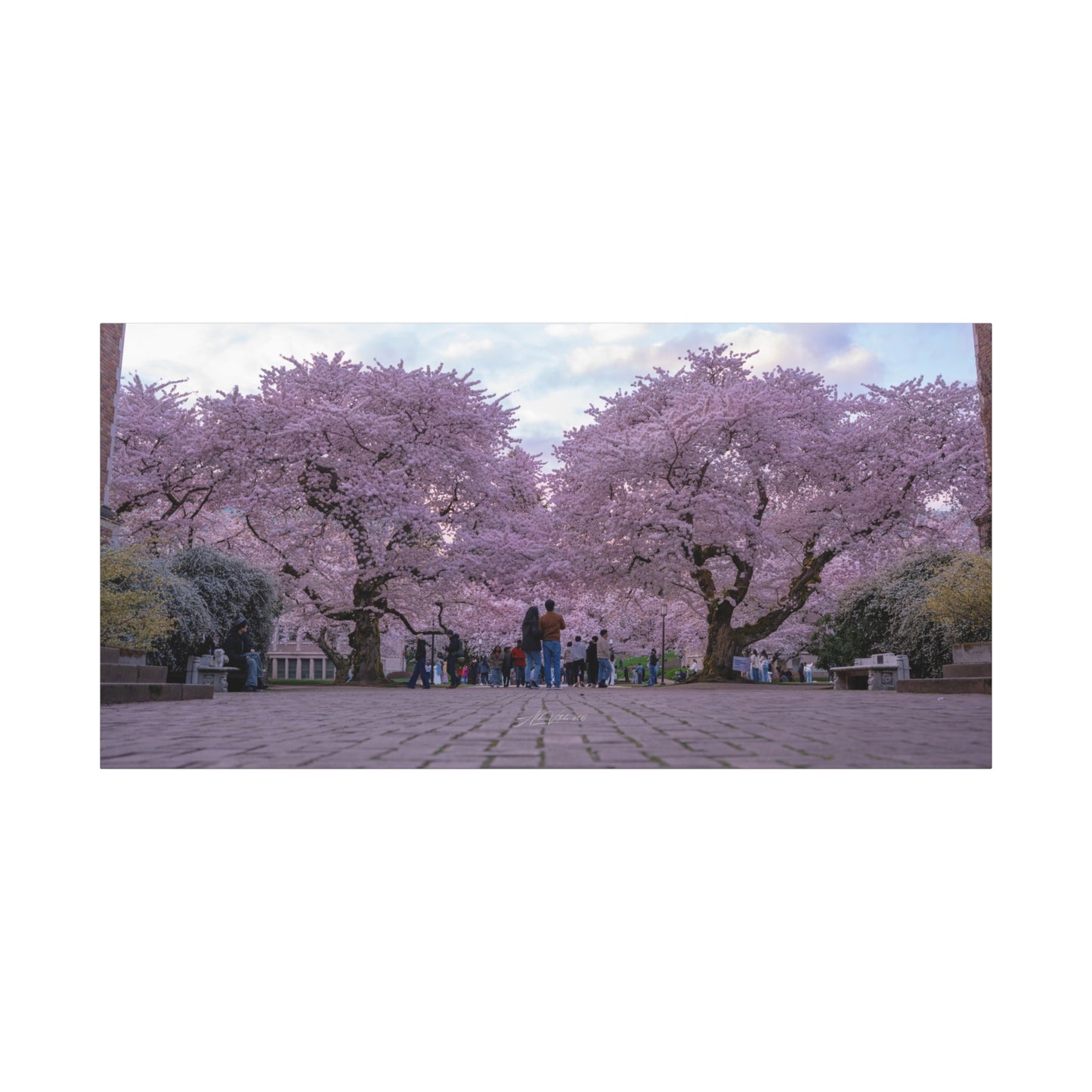 University of Washington's Cherry Blossoms