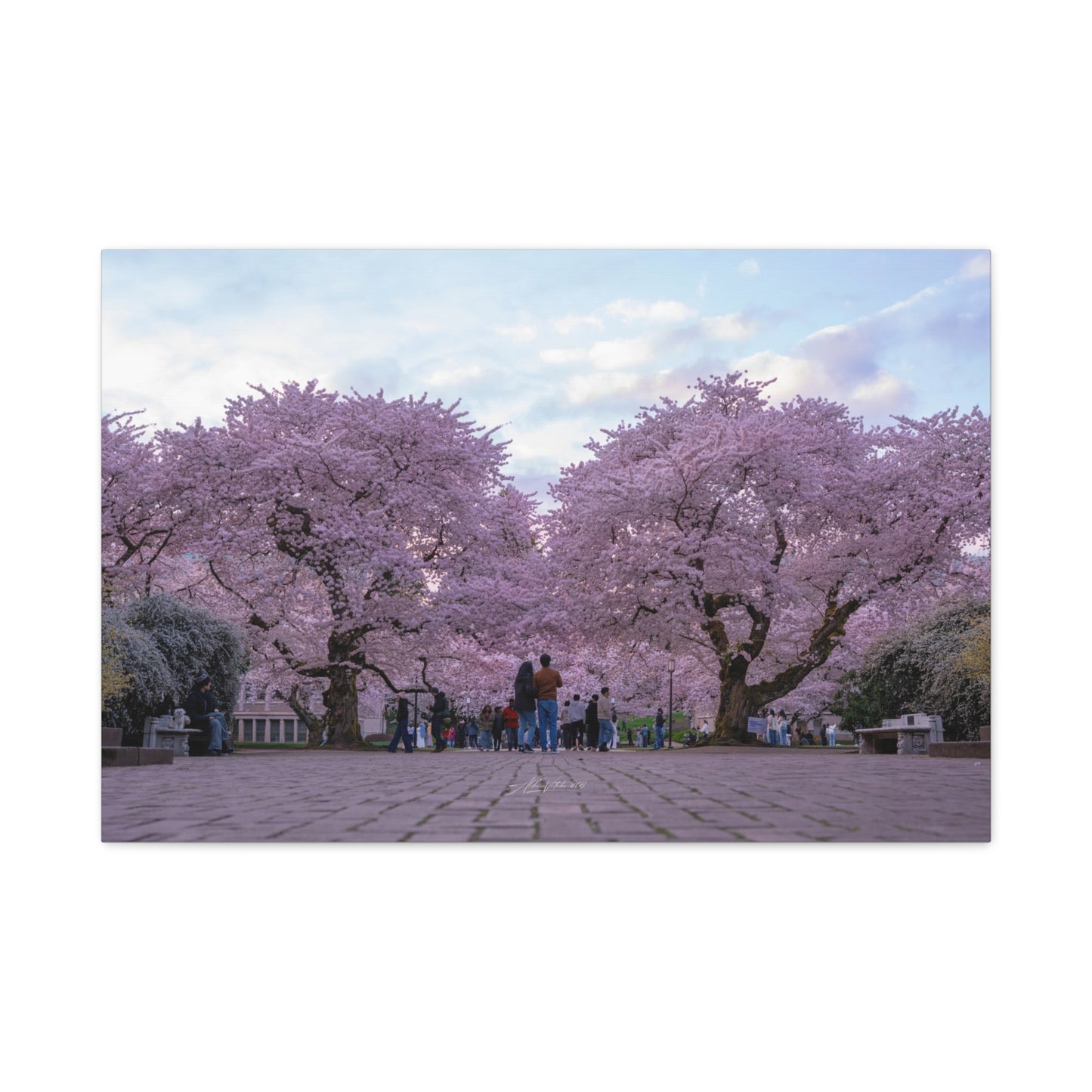 University of Washington's Cherry Blossoms