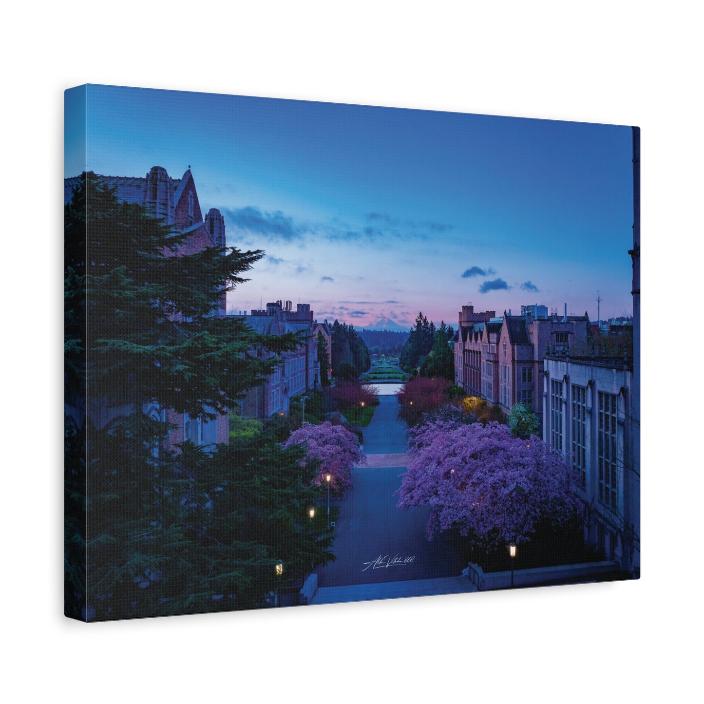Cherry Blossom Dreams: Seattle's Mt. Rainier Canvas Wall Art
