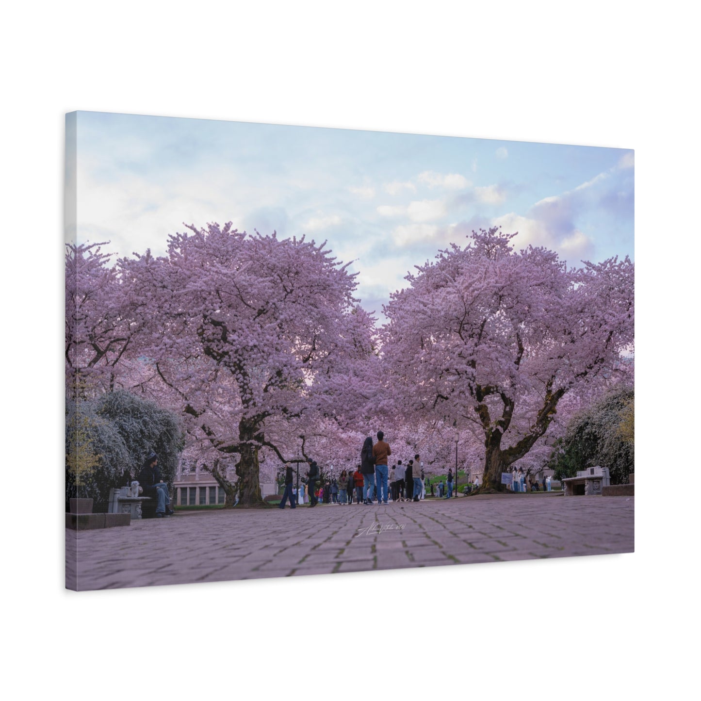 University of Washington's Cherry Blossoms