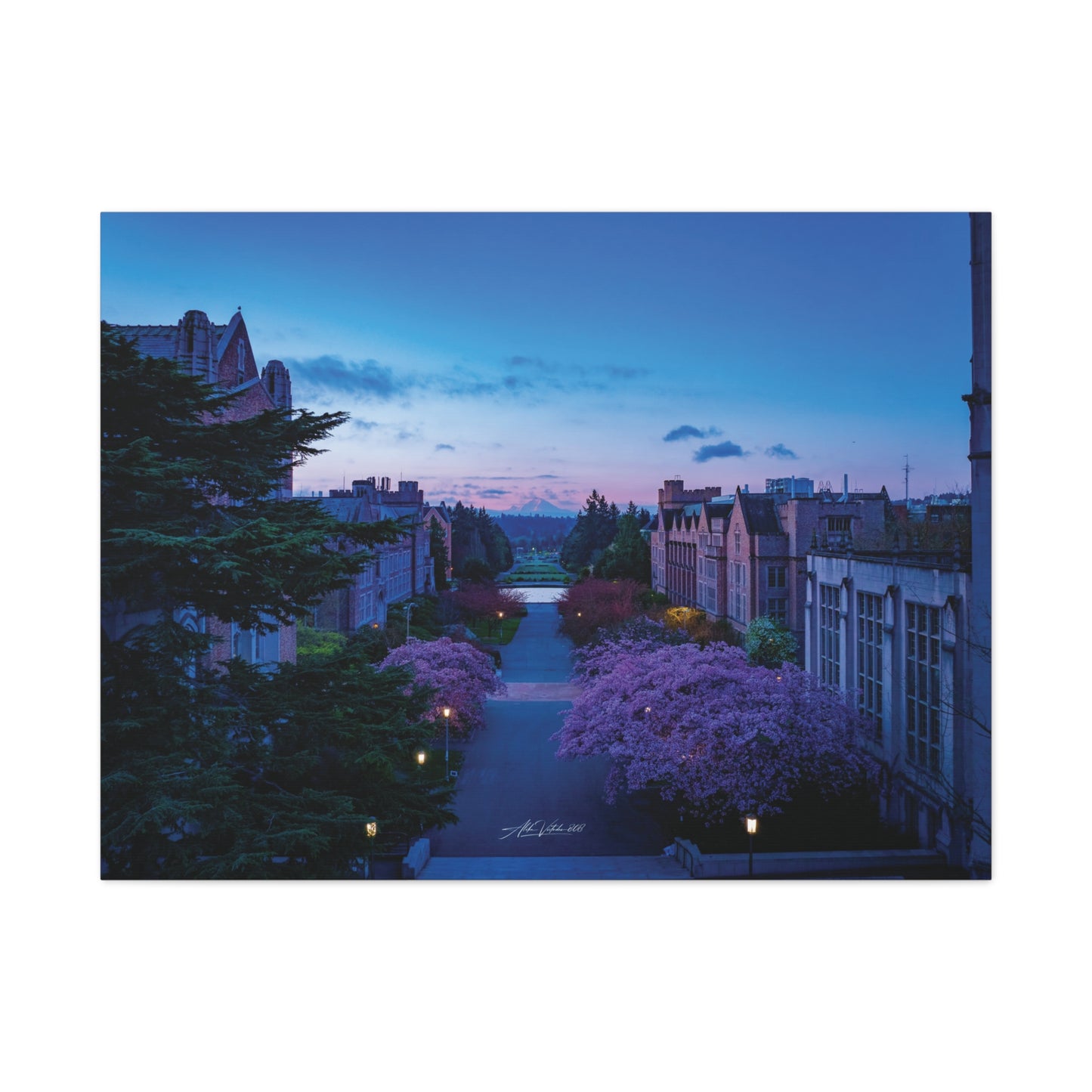 Cherry Blossom Dreams: Seattle's Mt. Rainier Canvas Wall Art
