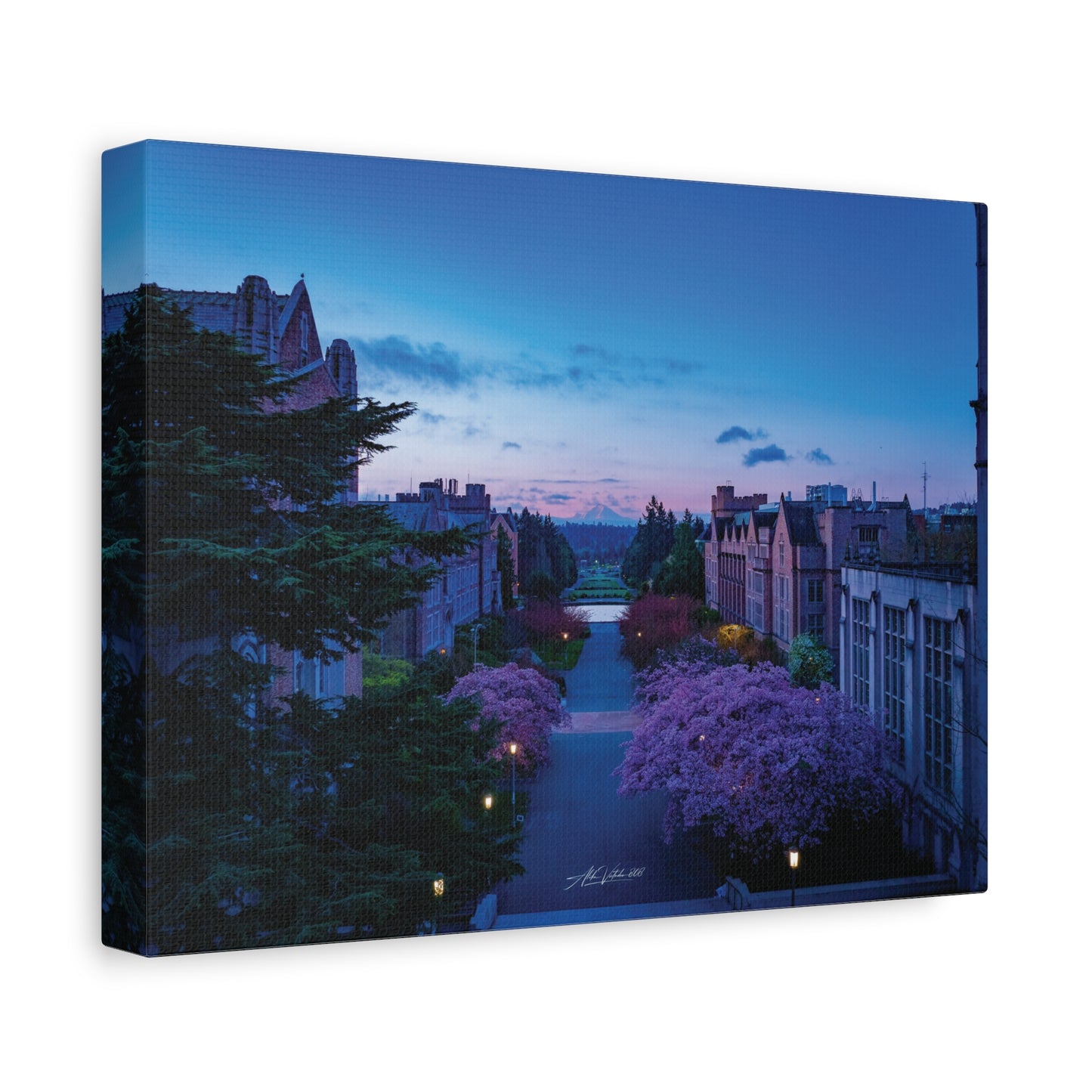 Cherry Blossom Dreams: Seattle's Mt. Rainier Canvas Wall Art