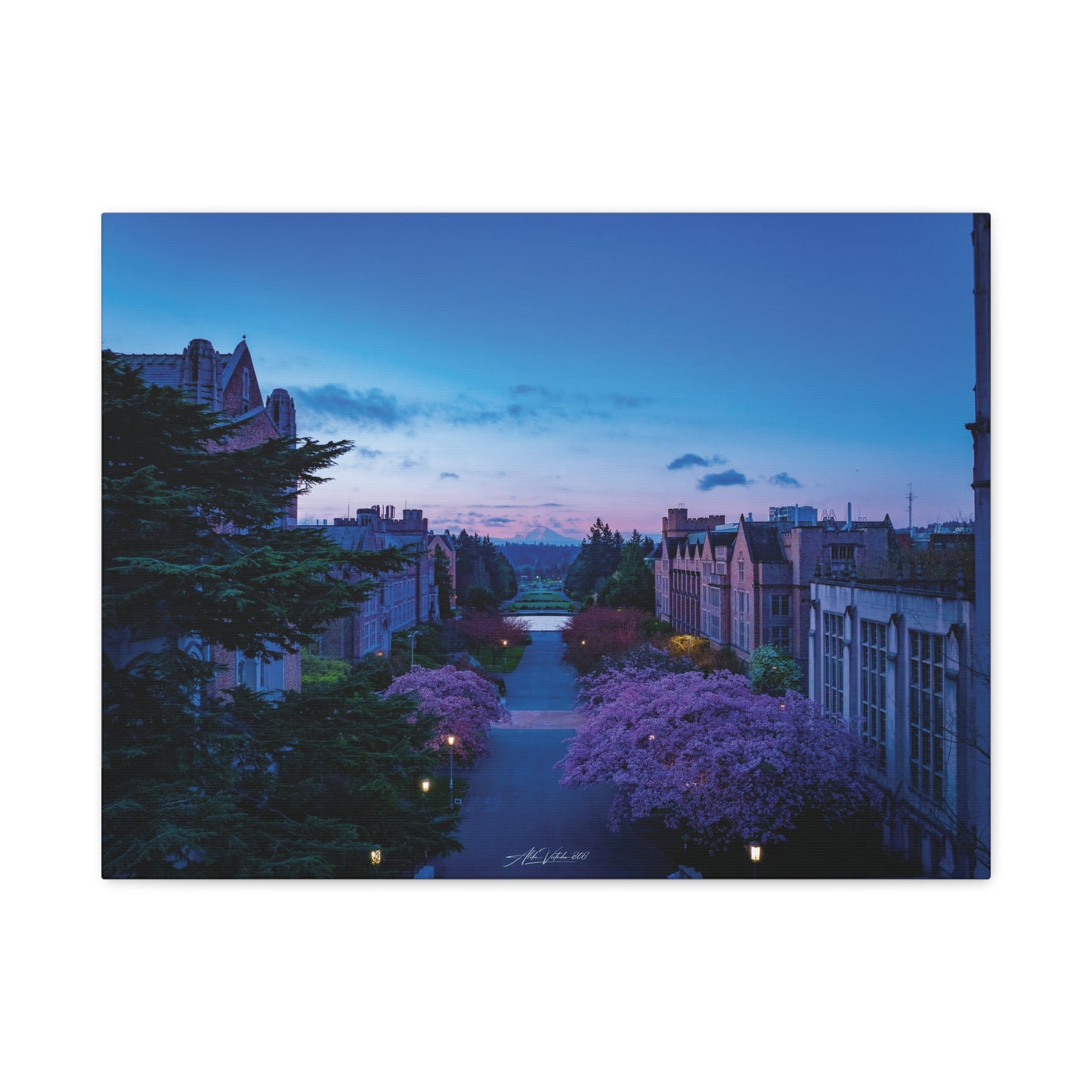 Cherry Blossom Dreams: Seattle's Mt. Rainier Canvas Wall Art