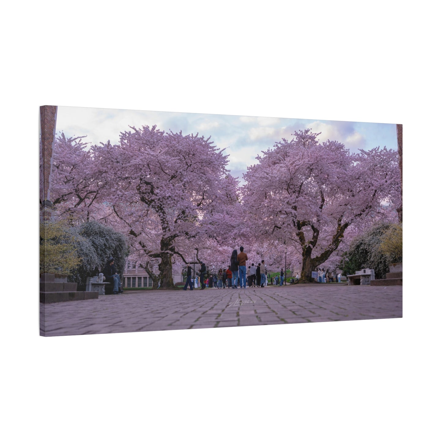 University of Washington's Cherry Blossoms