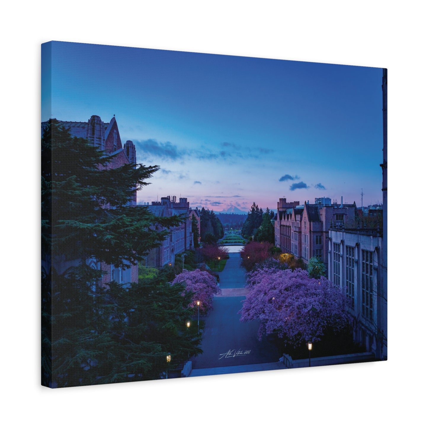 Cherry Blossom Dreams: Seattle's Mt. Rainier Canvas Wall Art