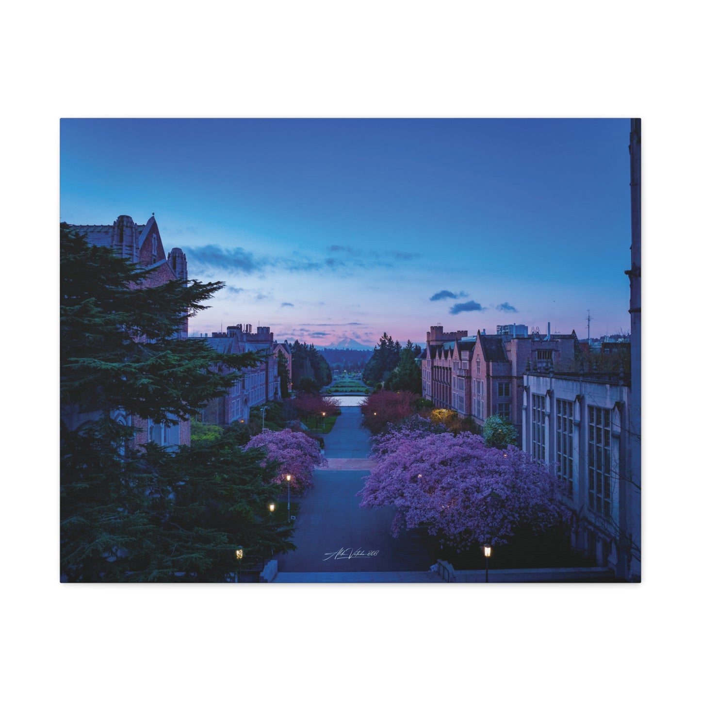 Cherry Blossom Dreams: Seattle's Mt. Rainier Canvas Wall Art