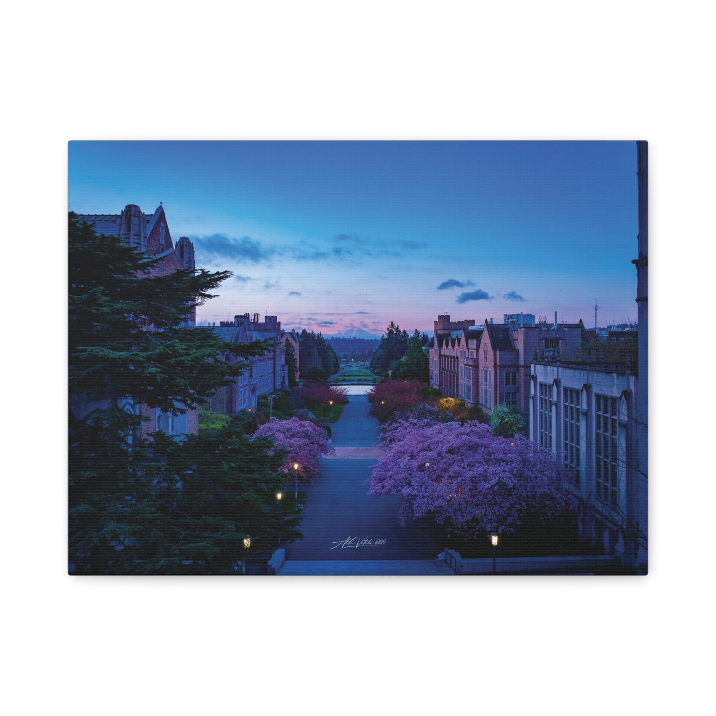 Cherry Blossom Dreams: Seattle's Mt. Rainier Canvas Wall Art