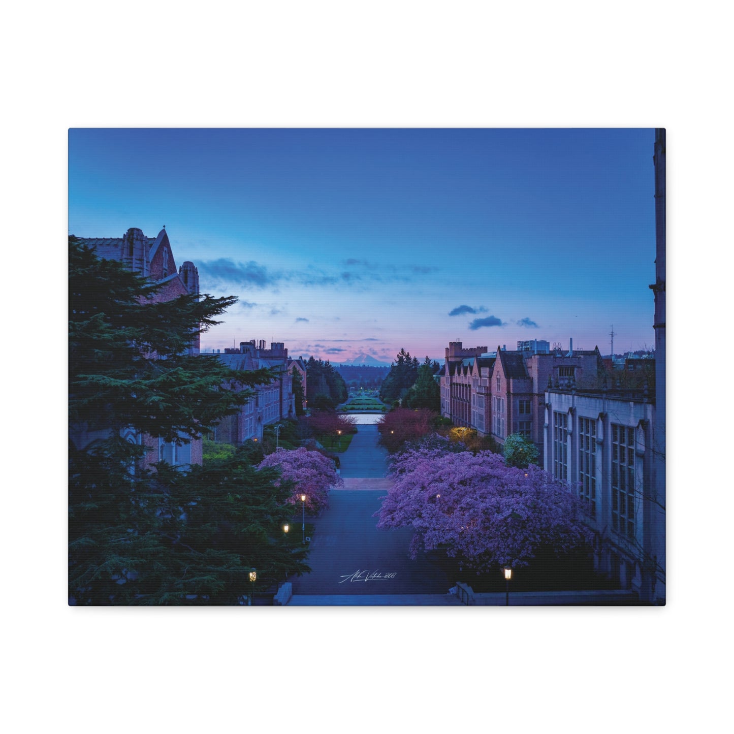 Cherry Blossom Dreams: Seattle's Mt. Rainier Canvas Wall Art