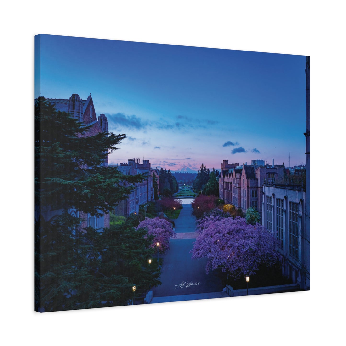 Cherry Blossom Dreams: Seattle's Mt. Rainier Canvas Wall Art