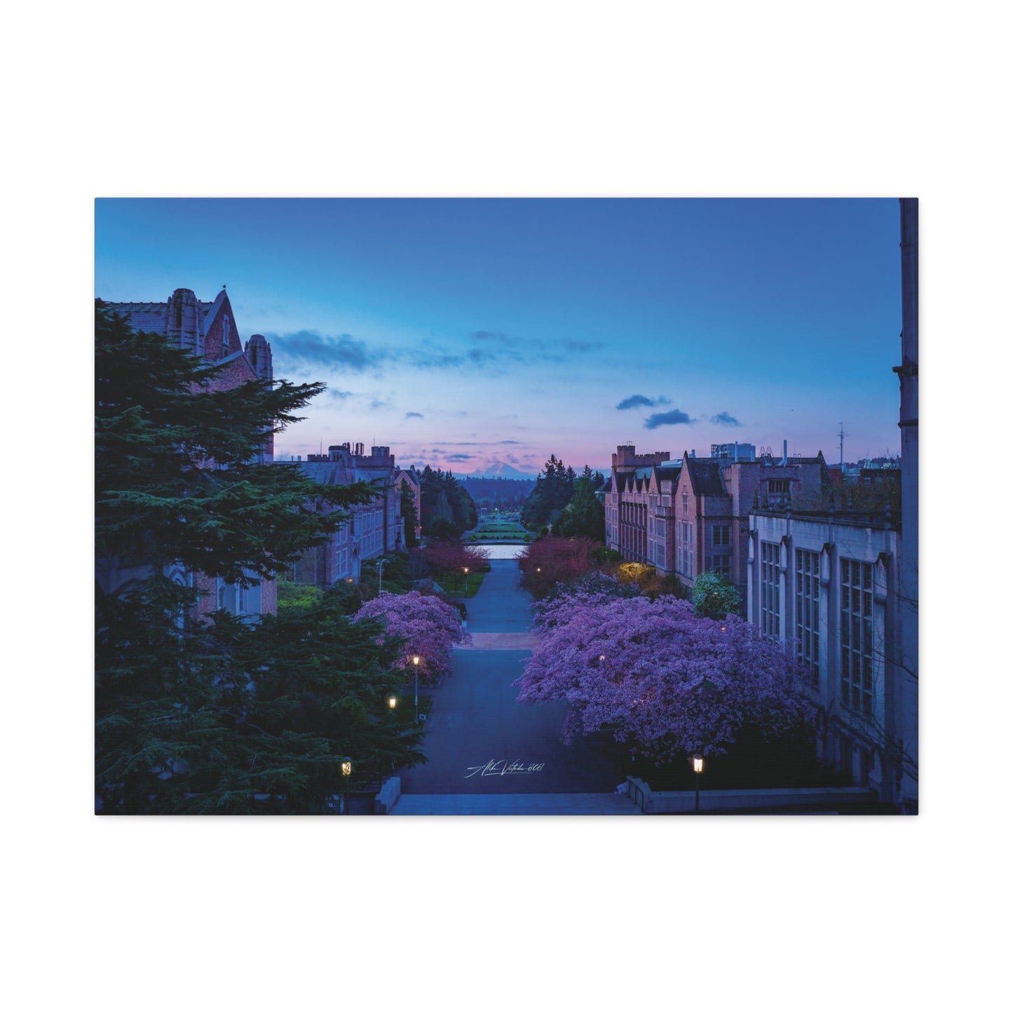 Cherry Blossom Dreams: Seattle's Mt. Rainier Canvas Wall Art