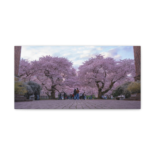 University of Washington's Cherry Blossoms